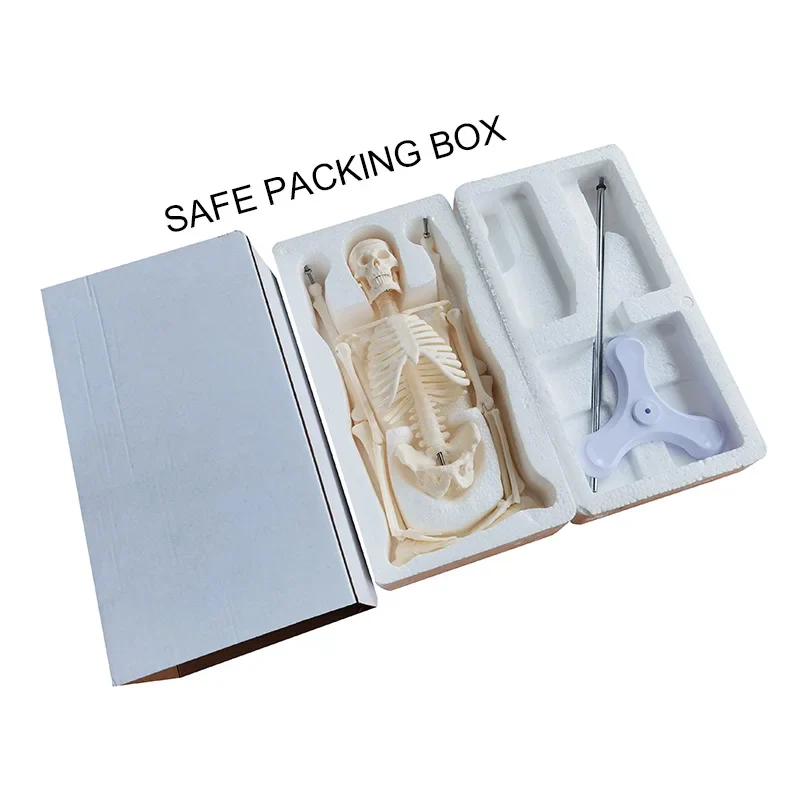 1 Pcs 45cm Human Anatomical Anatomy Skeleton Model Medical Learn Aid Anatomy Human Skeletal Model Wholesale Retail - Image 7