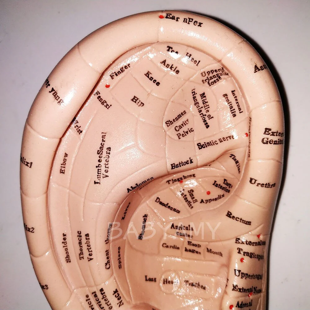17cm Ear Acupuncture Point Model Vaccaria Seeds Acupoint Soft Rubber English Characters with User Guide - Image 3