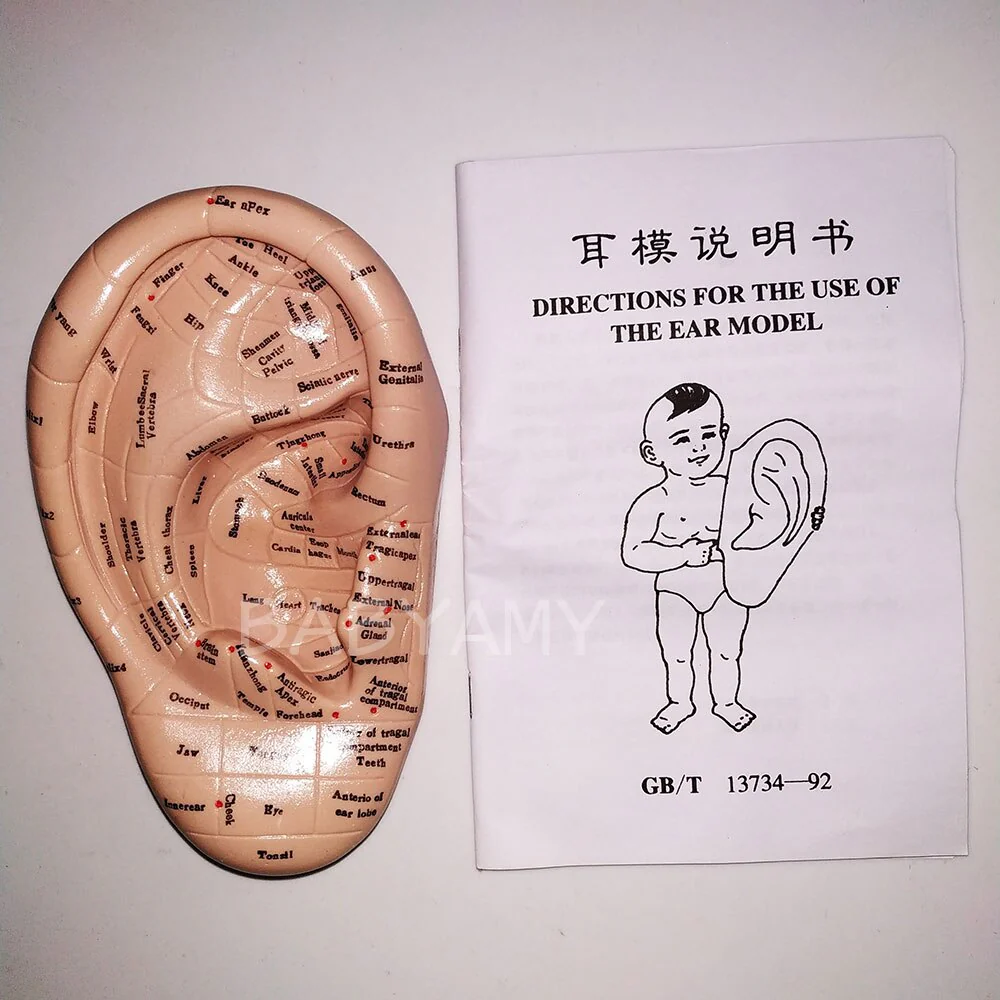 17cm Ear Acupuncture Point Model Vaccaria Seeds Acupoint Soft Rubber English Characters with User Guide - Image 4