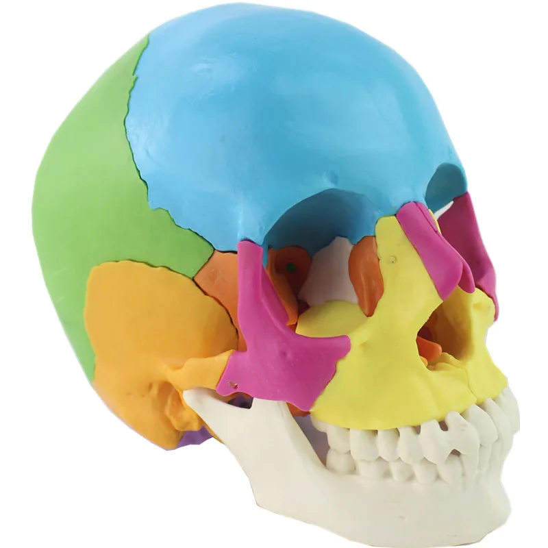 22 Parts 1:1 Lifesize Disassembled Skull Head Anatomy Model Medical Anatomy Model