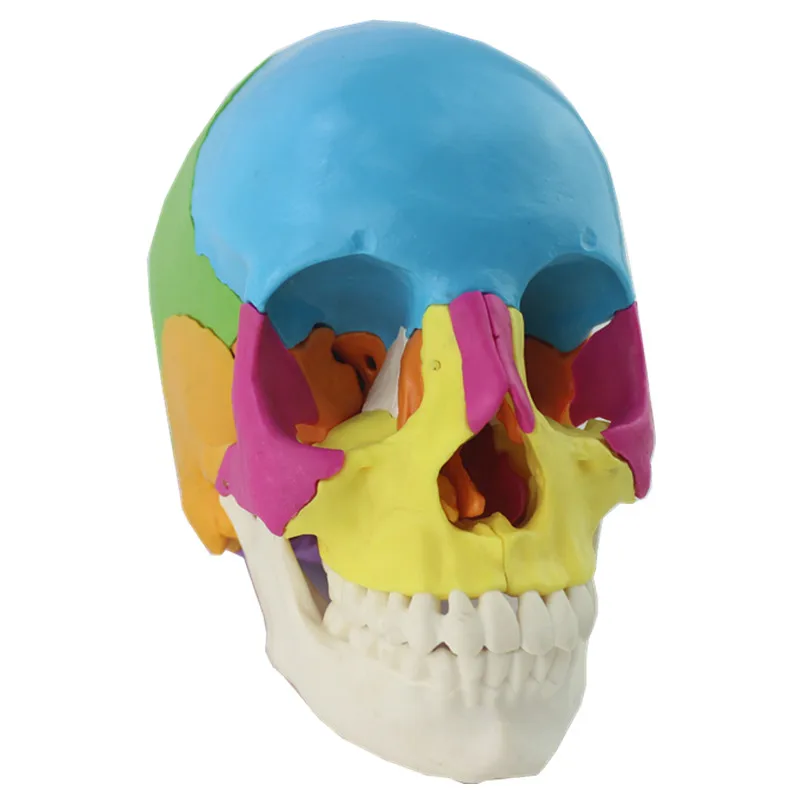 22 Parts 1:1 Lifesize Disassembled Skull Head Anatomy Model Medical Anatomy Model - Image 2
