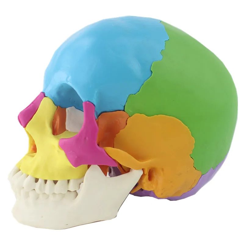 22 Parts 1:1 Lifesize Disassembled Skull Head Anatomy Model Medical Anatomy Model - Image 3