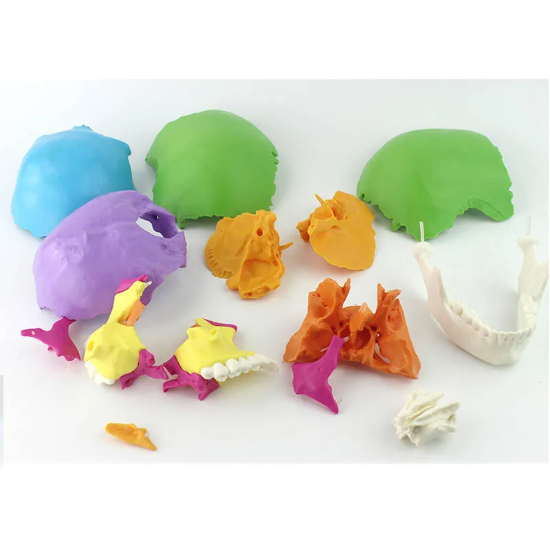 22 Parts 1:1 Lifesize Disassembled Skull Head Anatomy Model Medical Anatomy Model - Image 6