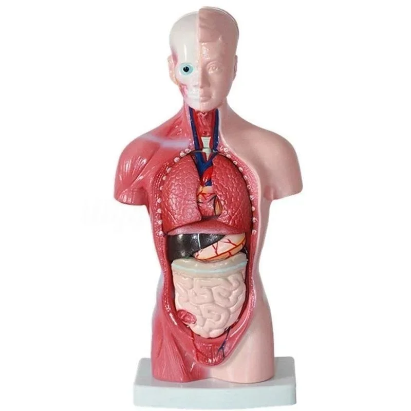 28cm Human Torso Body Model Anatomy Anatomical Heart Brain Skeleton Medical Internal Organs Teaching Learning Supplies - Image 3