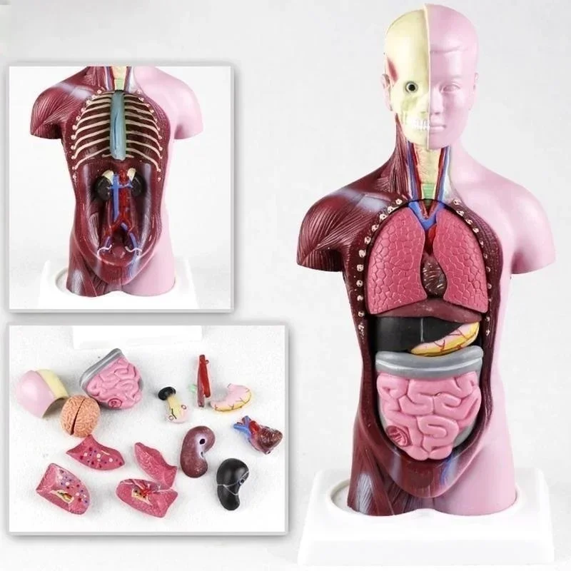 28cm Human Torso Body Model Anatomy Anatomical Heart Brain Skeleton Medical Internal Organs Teaching Learning Supplies - Image 4