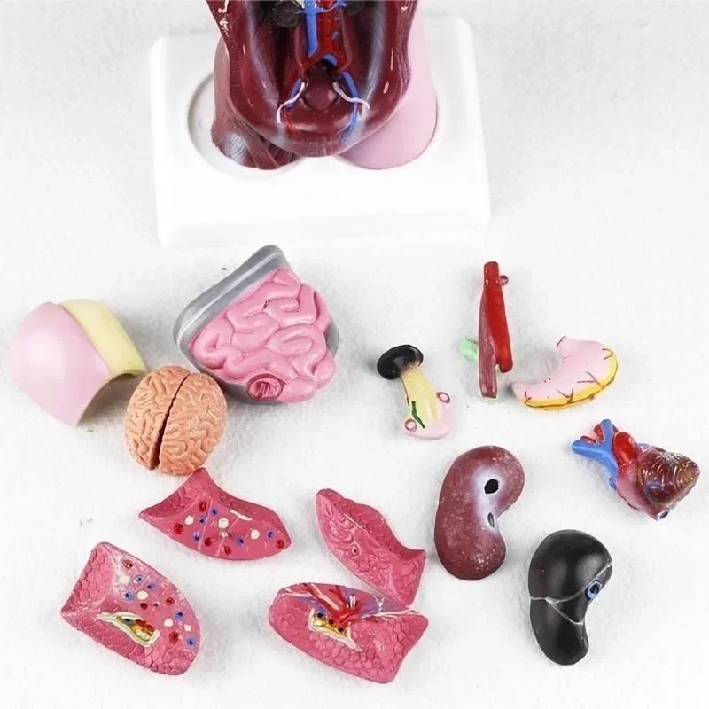 28cm Human Torso Body Model Anatomy Anatomical Heart Brain Skeleton Medical Internal Organs Teaching Learning Supplies - Image 5