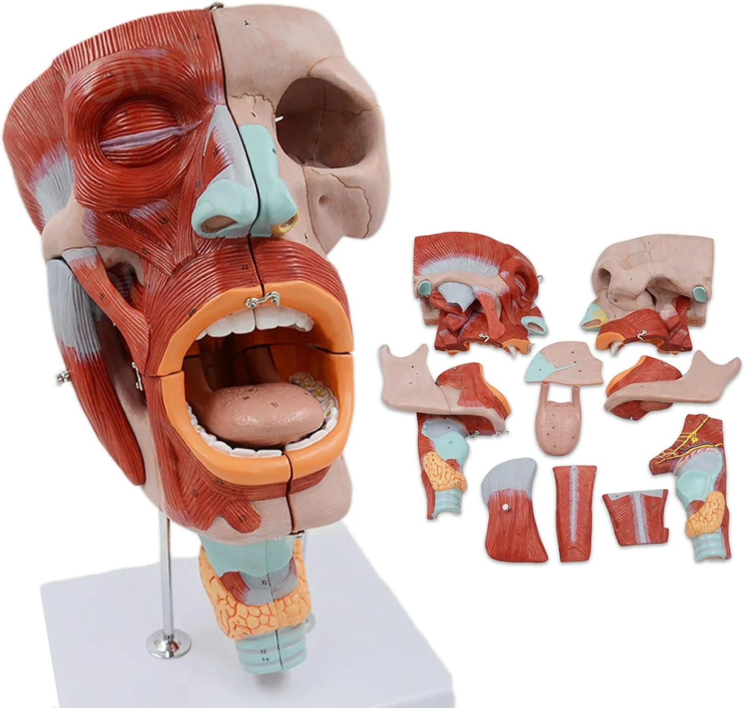2X Magnified Anatomical Model SMD0393 of Mouth, Nose, Pharynx, and Larynx with Digital Labels - Blood Vessels and Nerves Structure for Medical Teaching