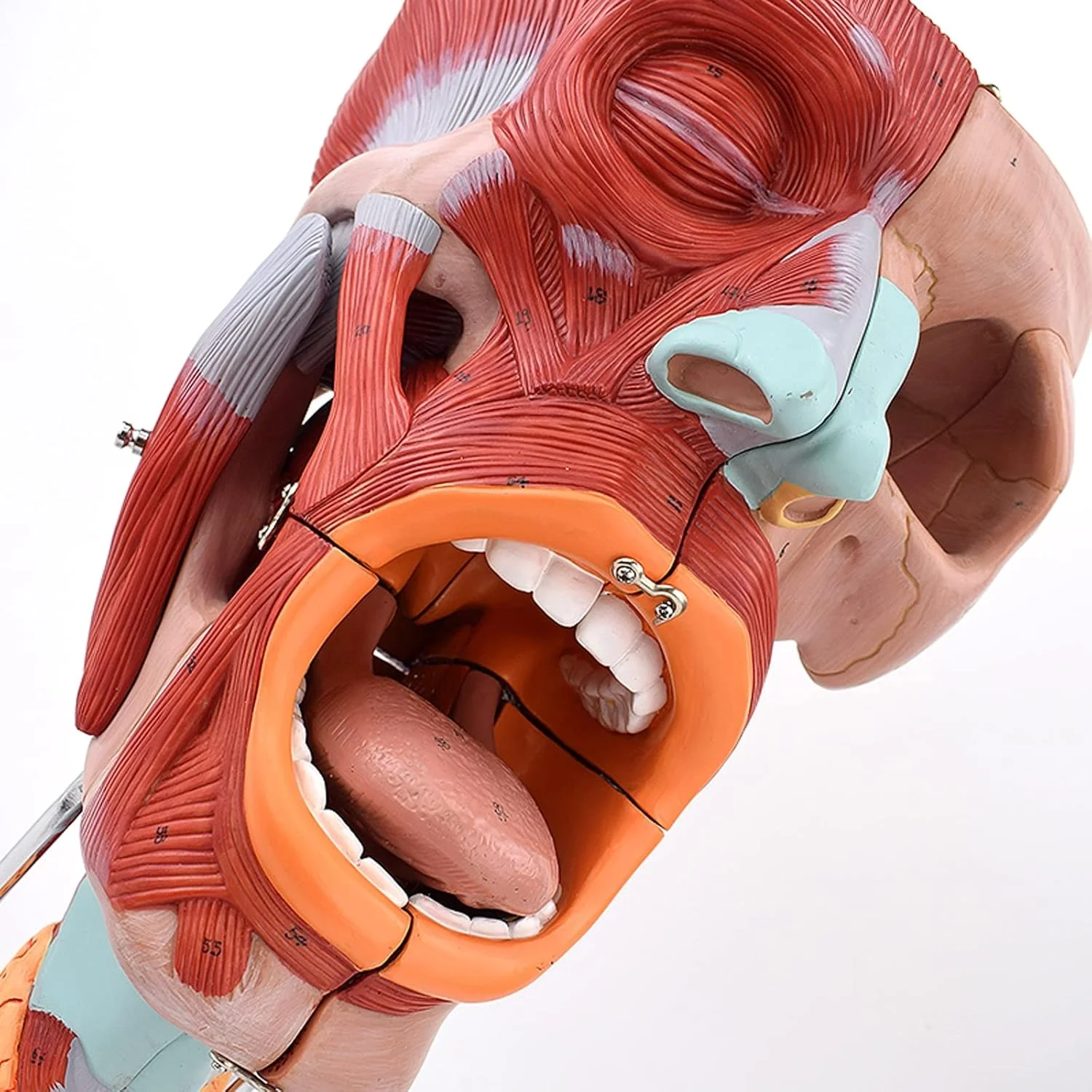 2X Magnified Anatomical Model SMD0393 of Mouth, Nose, Pharynx, and Larynx with Digital Labels - Blood Vessels and Nerves Structure for Medical Teaching - Image 6