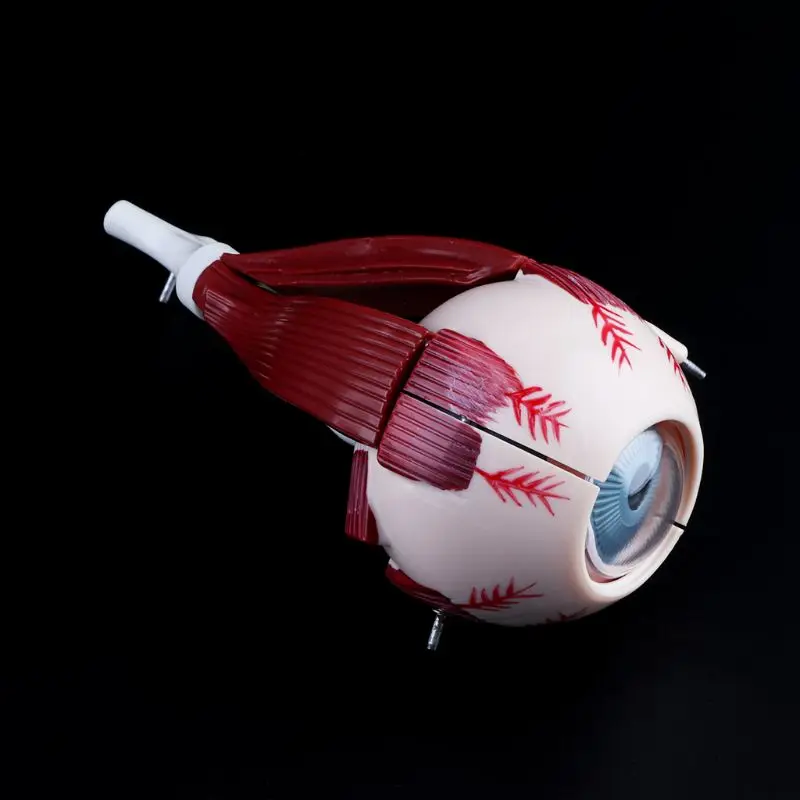 3 Times Human Anatomical Eyeball and Eyelid Skeleton Model Orbit Anatomy Medical Study Display Teaching Aids Instrument Tool - Image 2