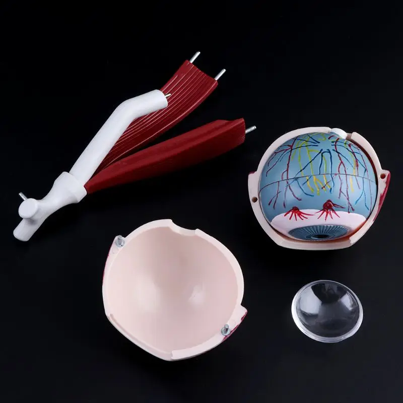 3 Times Human Anatomical Eyeball and Eyelid Skeleton Model Orbit Anatomy Medical Study Display Teaching Aids Instrument Tool - Image 3