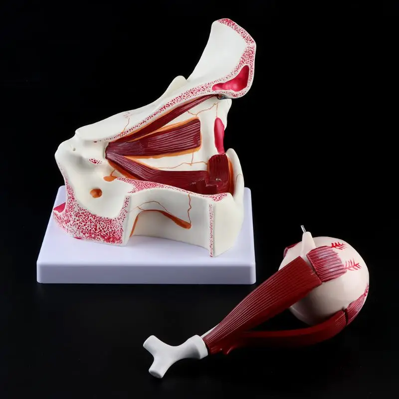 3 Times Human Anatomical Eyeball and Eyelid Skeleton Model Orbit Anatomy Medical Study Display Teaching Aids Instrument Tool - Image 4
