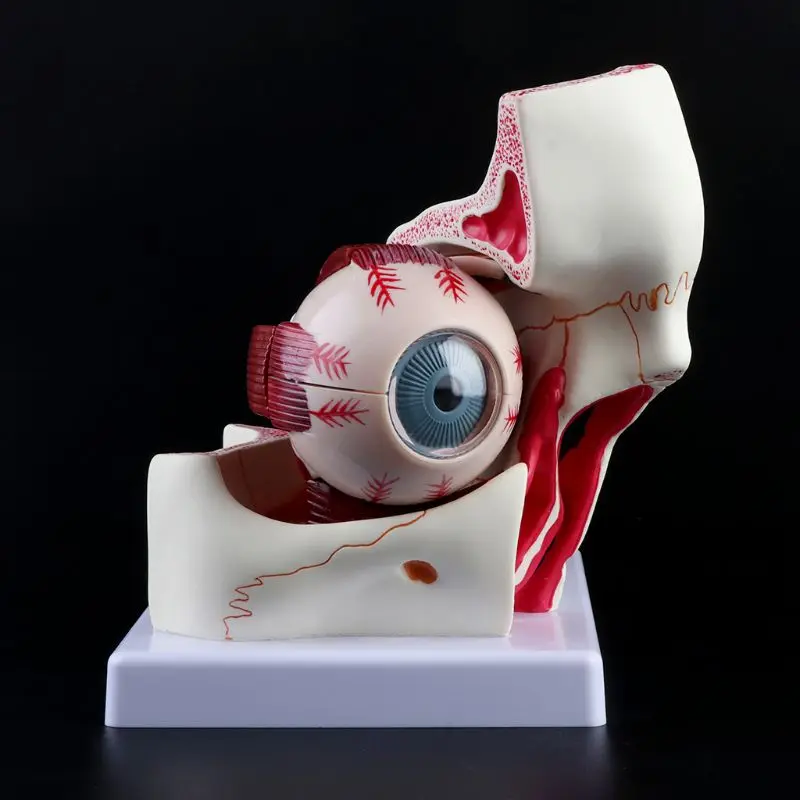 3 Times Human Anatomical Eyeball and Eyelid Skeleton Model Orbit Anatomy Medical Study Display Teaching Aids Instrument Tool - Image 5