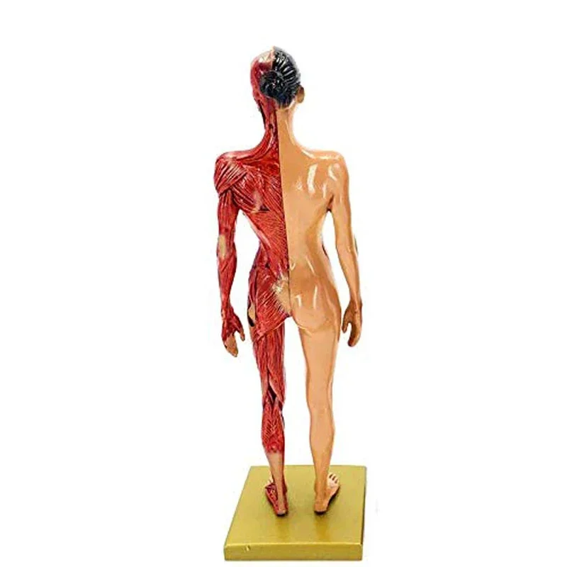 30cm Resin Female Human Body Muscle Statue Sculpture Human Anatomical Anatomy skeleton Medical Artist Drawing tools Supplies - Image 2