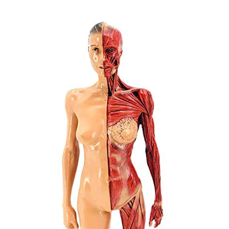 30cm Resin Female Human Body Muscle Statue Sculpture Human Anatomical Anatomy skeleton Medical Artist Drawing tools Supplies - Image 3