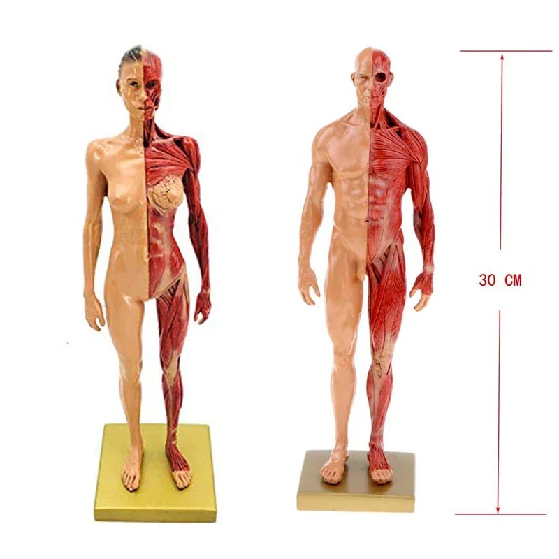30cm Resin Female Human Body Muscle Statue Sculpture Human Anatomical Anatomy skeleton Medical Artist Drawing tools Supplies - Image 4