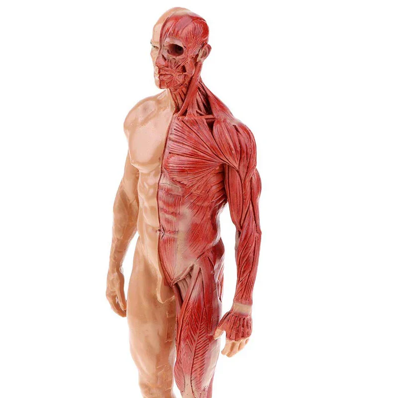 30cm Resin Human Anatomy Muscle Skeleton Model - Image 3