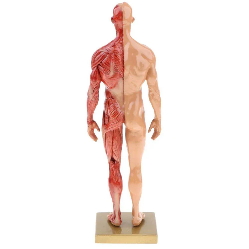 30cm Resin Human Anatomy Muscle Skeleton Model - Image 4