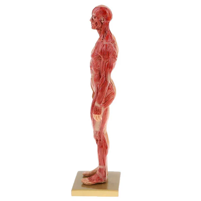 30cm Resin Human Anatomy Muscle Skeleton Model - Image 5