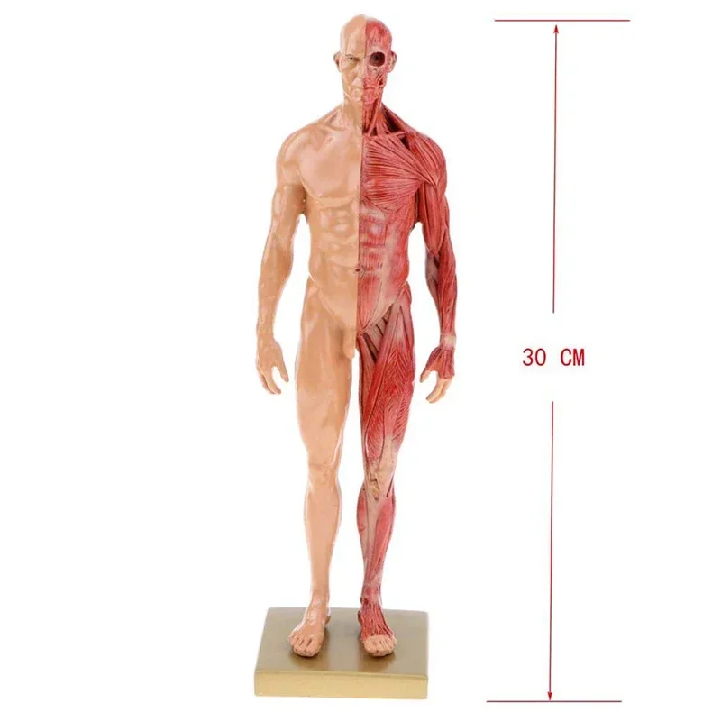 30cm Resin Human Body Muscle Statue Sculpture Human Anatomical Anatomy skeleton Medical Artist Drawing tools Supplies - Image 2