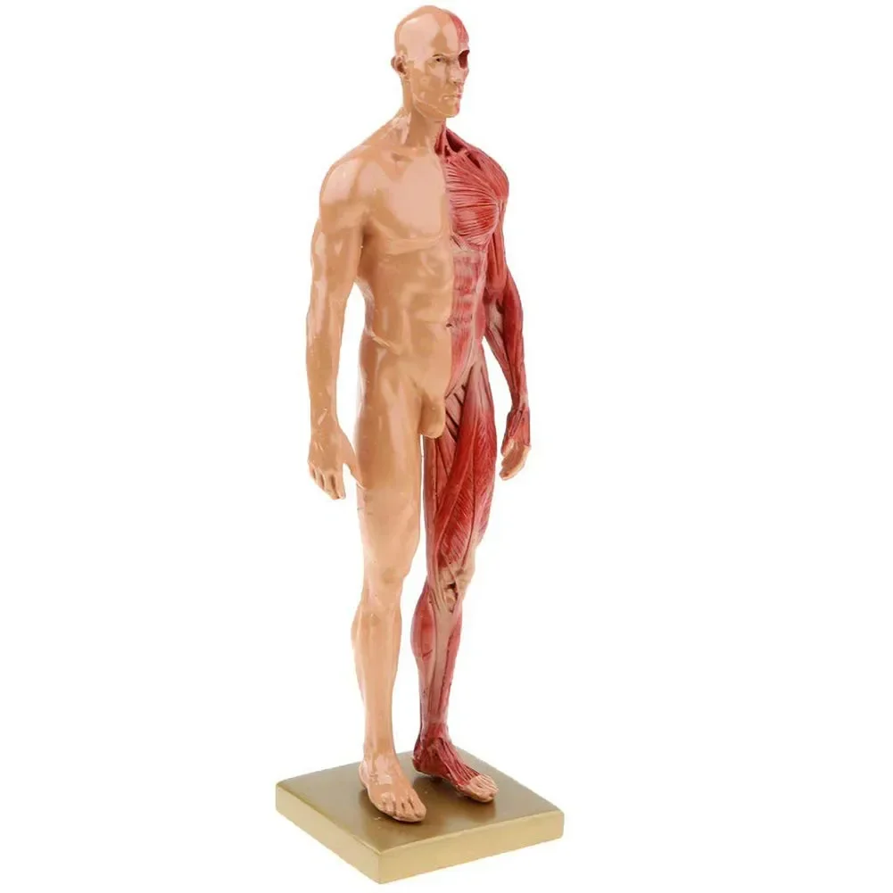 30cm Resin Human Body Muscle Statue Sculpture Human Anatomical Anatomy skeleton Medical Artist Drawing tools Supplies - Image 3