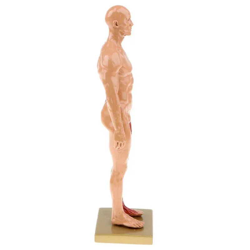 30cm Resin Human Body Muscle Statue Sculpture Human Anatomical Anatomy skeleton Medical Artist Drawing tools Supplies - Image 5
