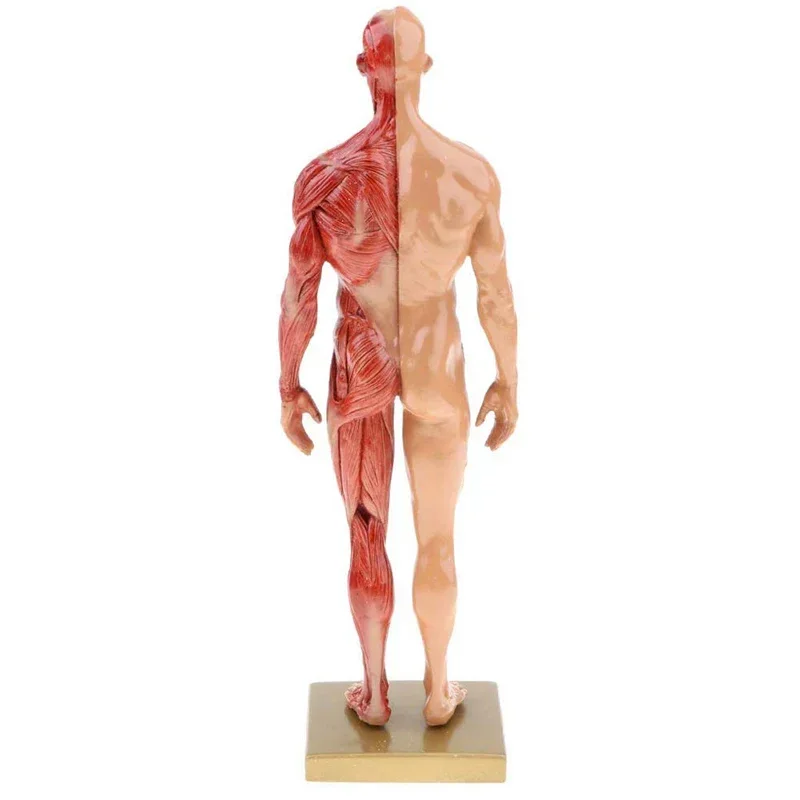 30cm Resin Human Body Muscle Statue Sculpture Human Anatomical Anatomy skeleton Medical Artist Drawing tools Supplies - Image 6
