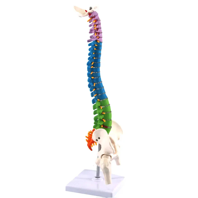 45cm Human Spine with Pelvic Anatomy Model Medical Science Teaching Resources - Image 2