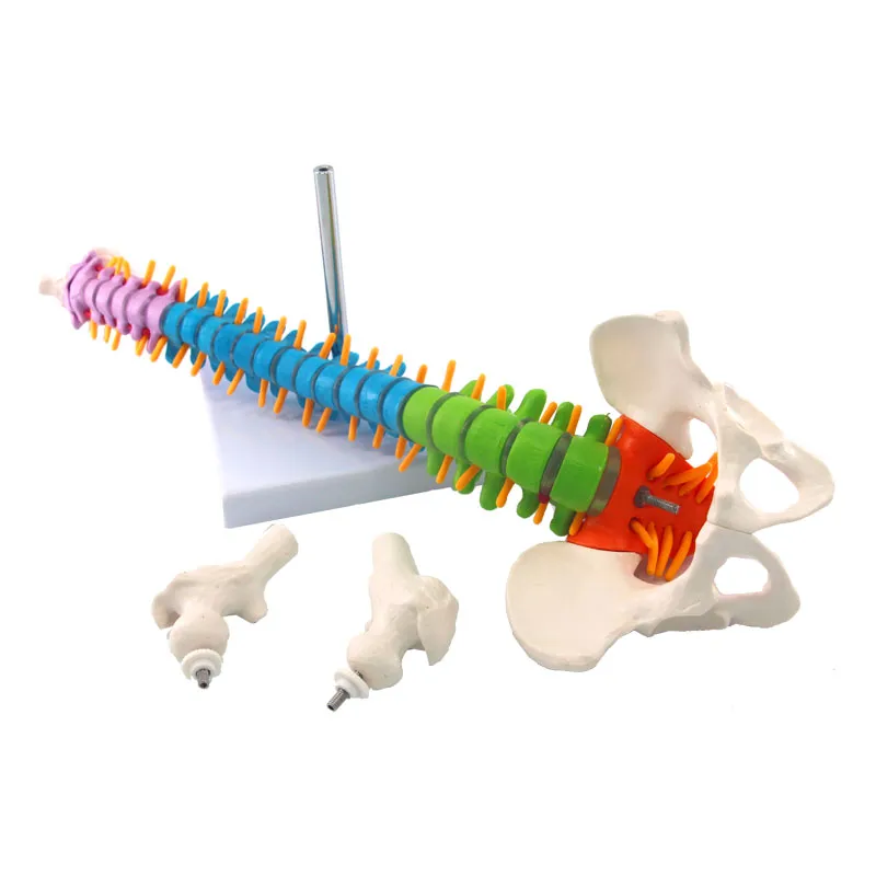 45cm Human Spine with Pelvic Anatomy Model Medical Science Teaching Resources - Image 3