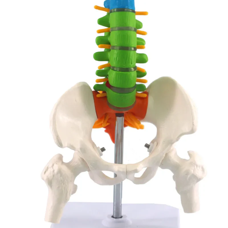 45cm Human Spine with Pelvic Anatomy Model Medical Science Teaching Resources - Image 4