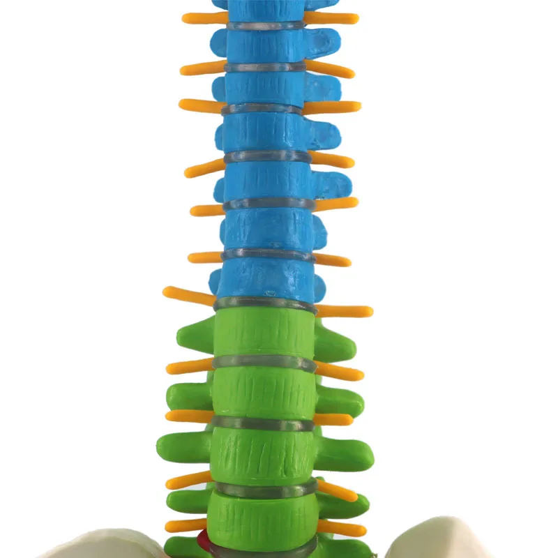 45cm Human Spine with Pelvic Anatomy Model Medical Science Teaching Resources - Image 5