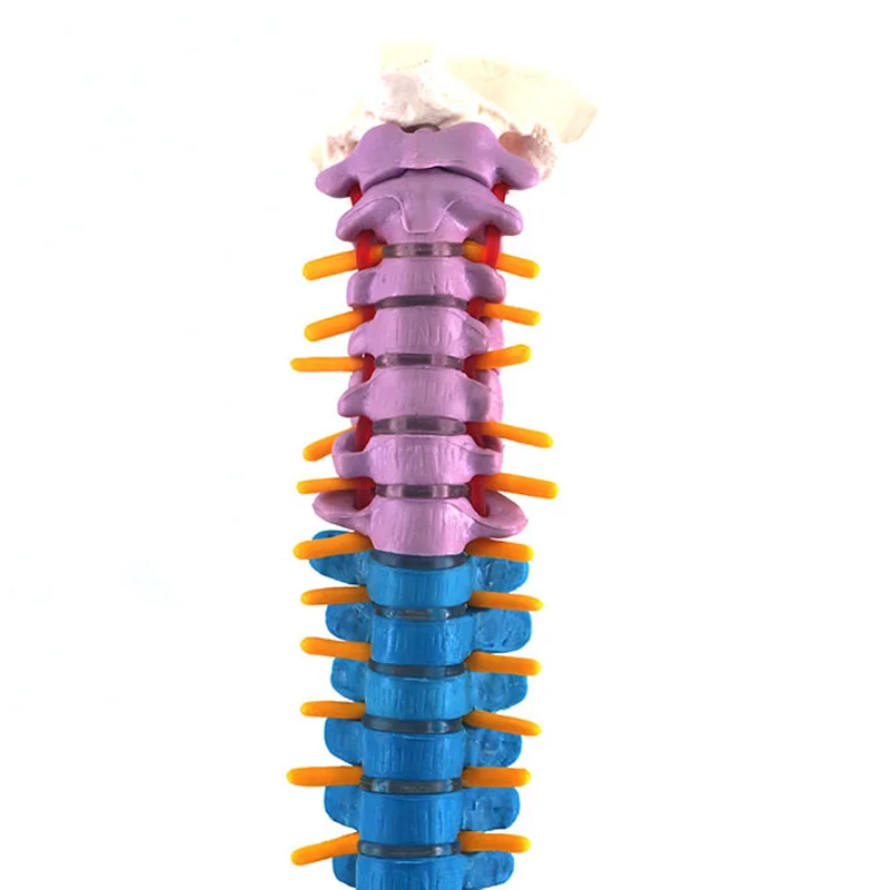 45cm Human Spine with Pelvic Anatomy Model Medical Science Teaching Resources - Image 6