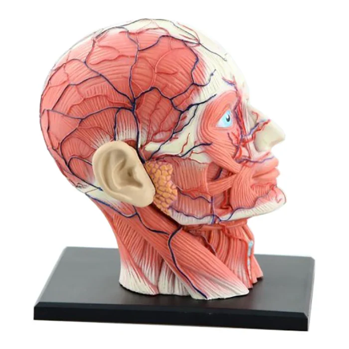 4D Assembled Humans Skeleton Anatomical Model Brain Nasal Oral Pharynx Larynx Cavity Model Anatomia Exploded Skull Education Toy - Image 2