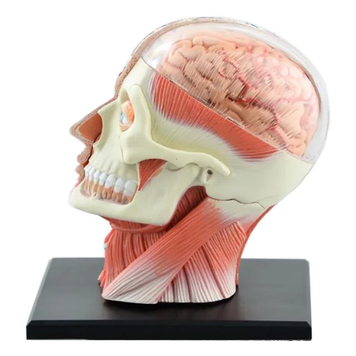 4D Assembled Humans Skeleton Anatomical Model Brain Nasal Oral Pharynx Larynx Cavity Model Anatomia Exploded Skull Education Toy - Image 3