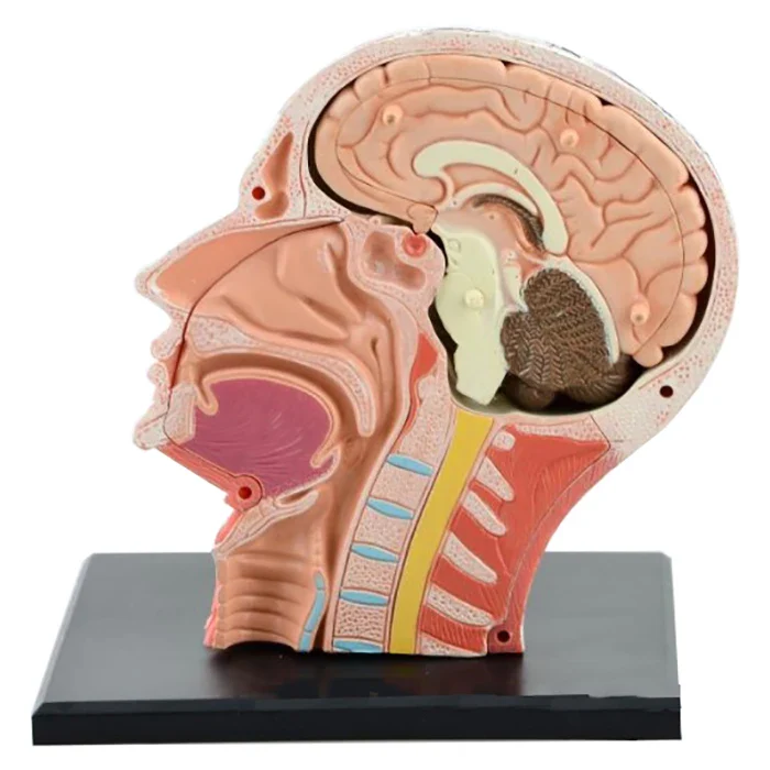 4D Assembled Humans Skeleton Anatomical Model Brain Nasal Oral Pharynx Larynx Cavity Model Anatomia Exploded Skull Education Toy - Image 4
