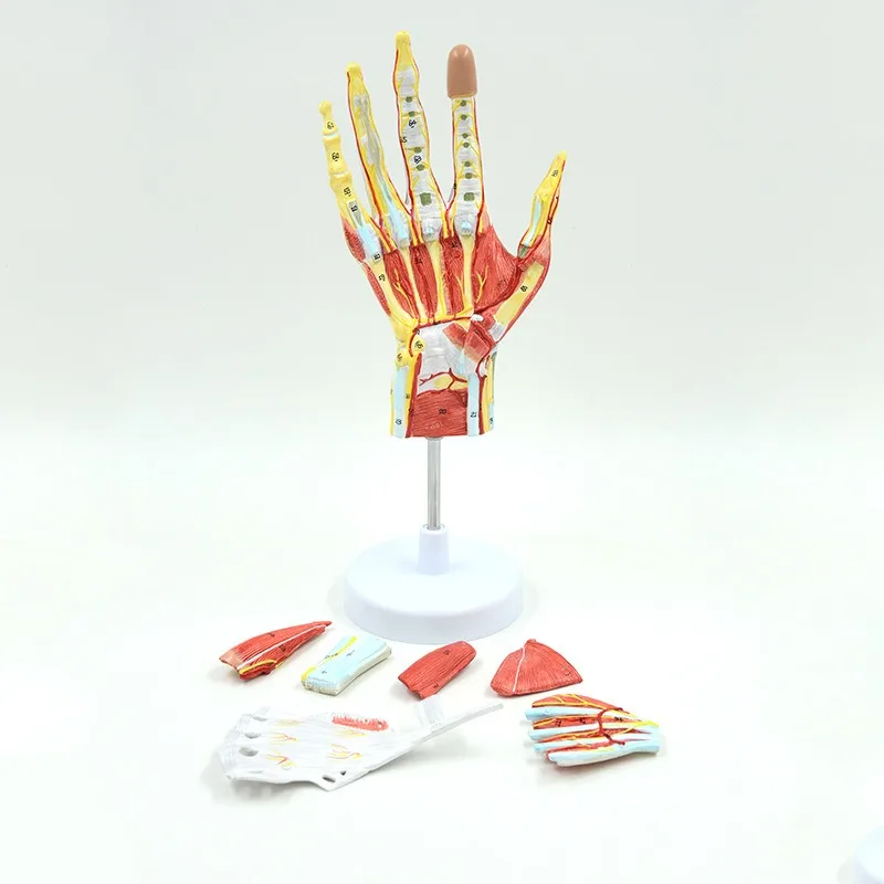 7Parts Human Hand Skeleton Anatomy Model with Muscle Ligament Nerve Blood Vessel Medical Science Teaching