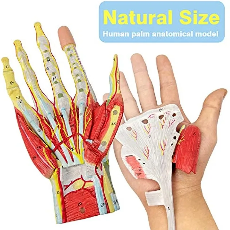 7Parts Human Hand Skeleton Anatomy Model with Muscle Ligament Nerve Blood Vessel Medical Science Teaching - Image 2