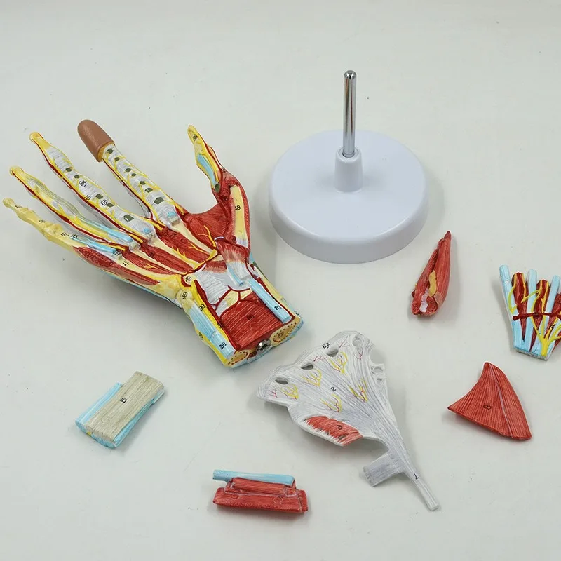 7Parts Human Hand Skeleton Anatomy Model with Muscle Ligament Nerve Blood Vessel Medical Science Teaching - Image 3