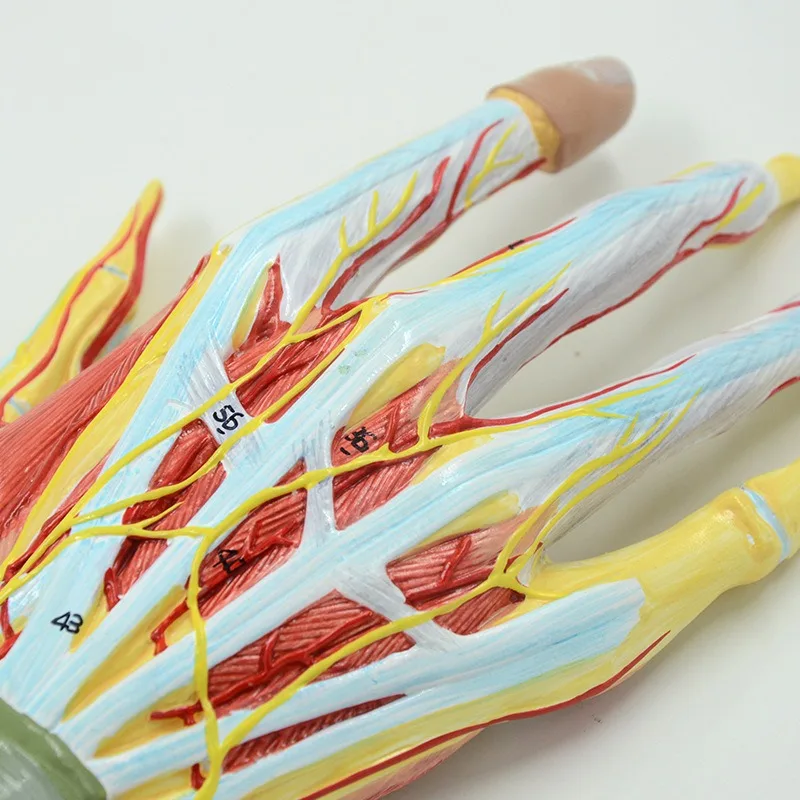 7Parts Human Hand Skeleton Anatomy Model with Muscle Ligament Nerve Blood Vessel Medical Science Teaching - Image 4