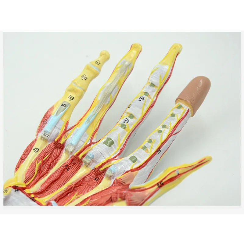 7Parts Human Hand Skeleton Anatomy Model with Muscle Ligament Nerve Blood Vessel Medical Science Teaching - Image 5