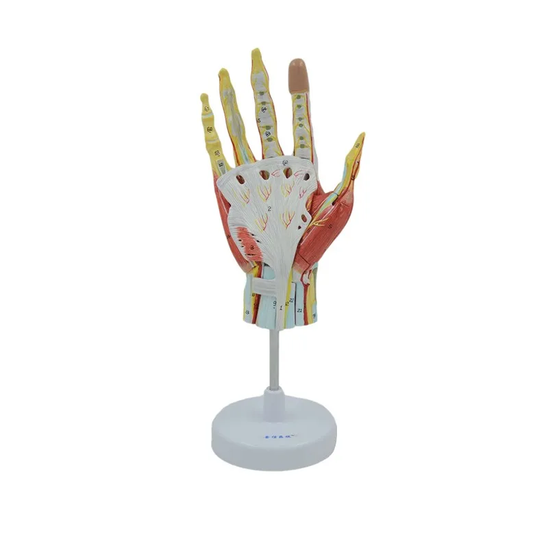 7Parts Human Hand Skeleton Anatomy Model with Muscle Ligament Nerve Blood Vessel Medical Science Teaching - Image 6