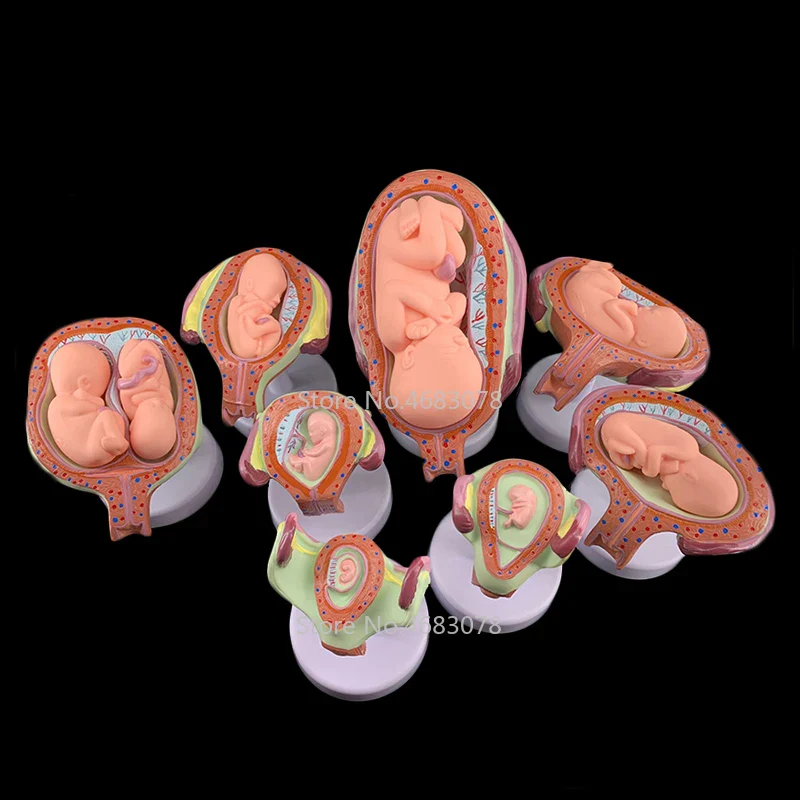 8 X Fetal model Anatomical Human Fetal Development Model - Baby Fetus Foetus Pregnancy Anatomy - Image 2