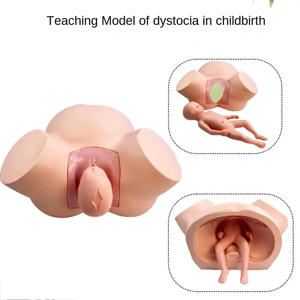 Advanced Midwifery Training Model Anatomy Childbirth Simulator Manikin for Teaching Learning Display Tool - Image 4