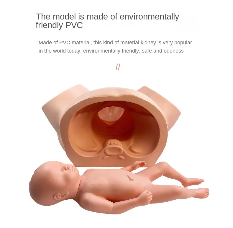 Advanced Midwifery Training Model Anatomy Childbirth Simulator Manikin for Teaching Learning Display Tool - Image 5