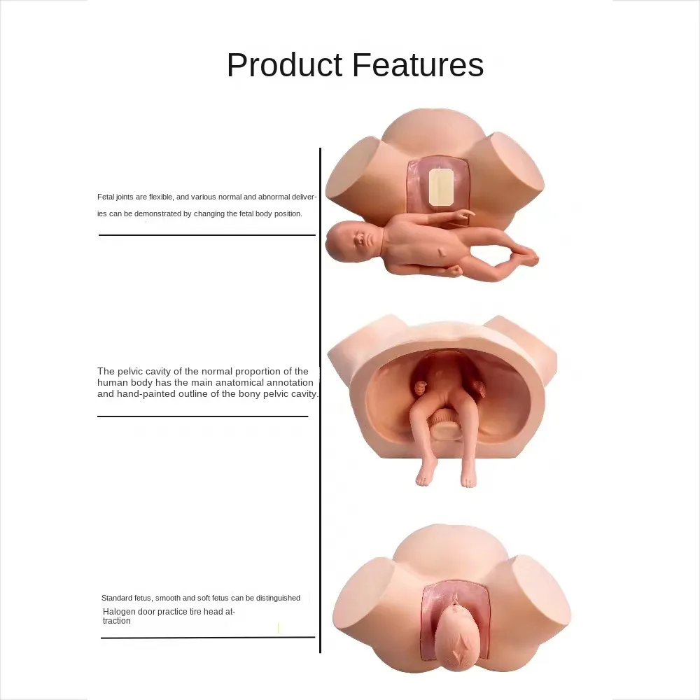 Advanced Midwifery Training Model Anatomy Childbirth Simulator Manikin for Teaching Learning Display Tool - Image 6