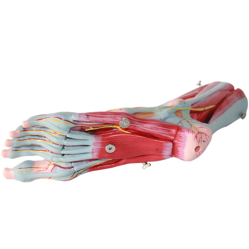 Anatomy of the plantar layer of the human foot muscle, nerve vessel, and ligament model of the foot joint muscle, nerve vessel - Image 3