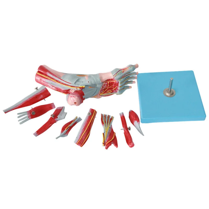 Anatomy of the plantar layer of the human foot muscle, nerve vessel, and ligament model of the foot joint muscle, nerve vessel - Image 4