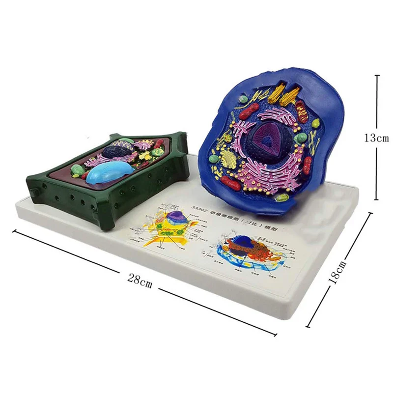 Animal And Plant Cells Anatomy Model Biology Science Teaching Resources - Image 2