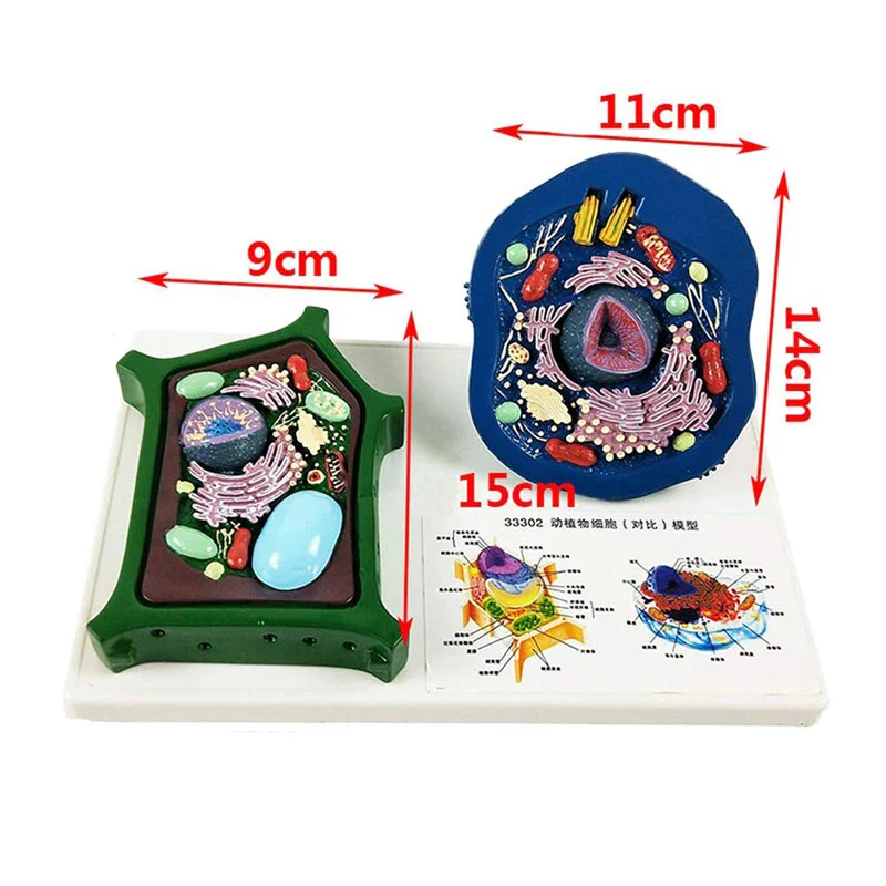 Animal And Plant Cells Anatomy Model Biology Science Teaching Resources - Image 3
