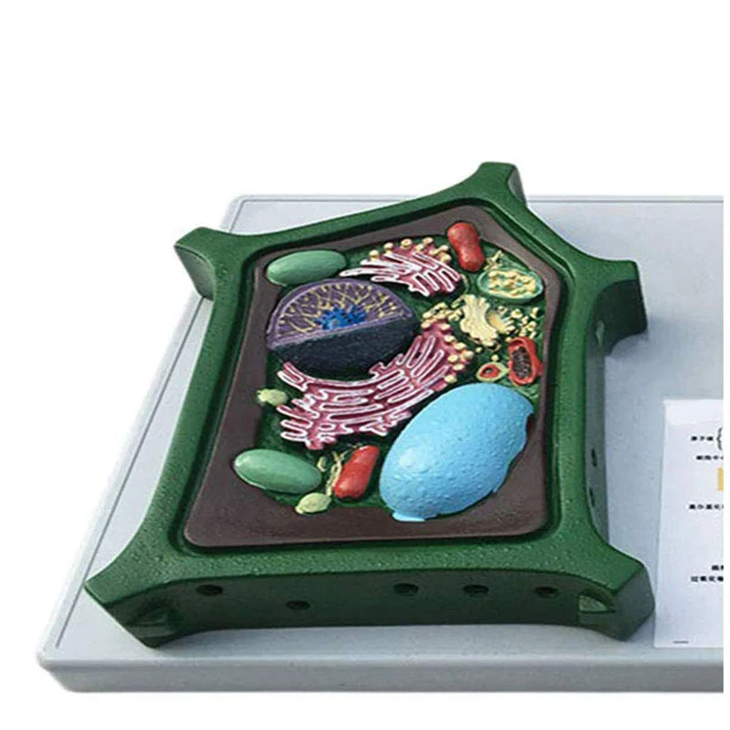 Animal And Plant Cells Anatomy Model Biology Science Teaching Resources - Image 4
