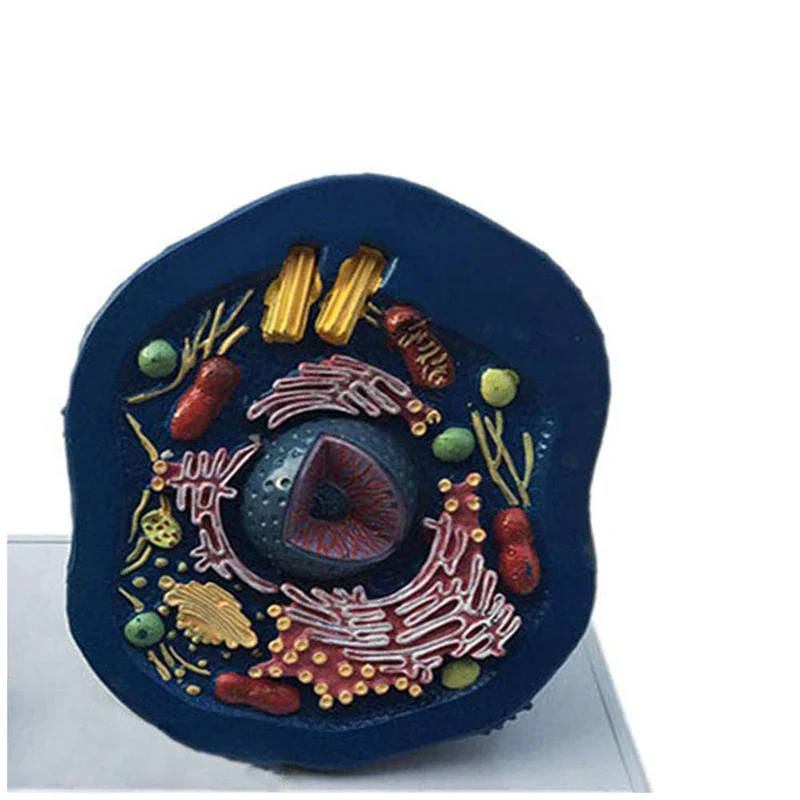 Animal And Plant Cells Anatomy Model Biology Science Teaching Resources - Image 5